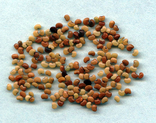 Semilla de Desmodium